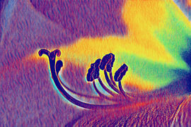 Neon Blossom Energy van Alberé de Ville