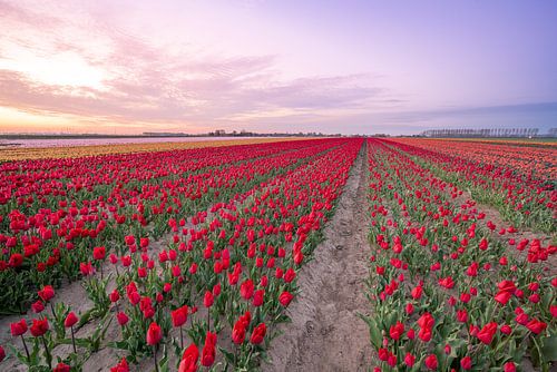velden met duizenden tulpen