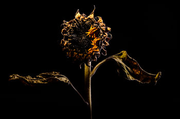 Sonnenblume