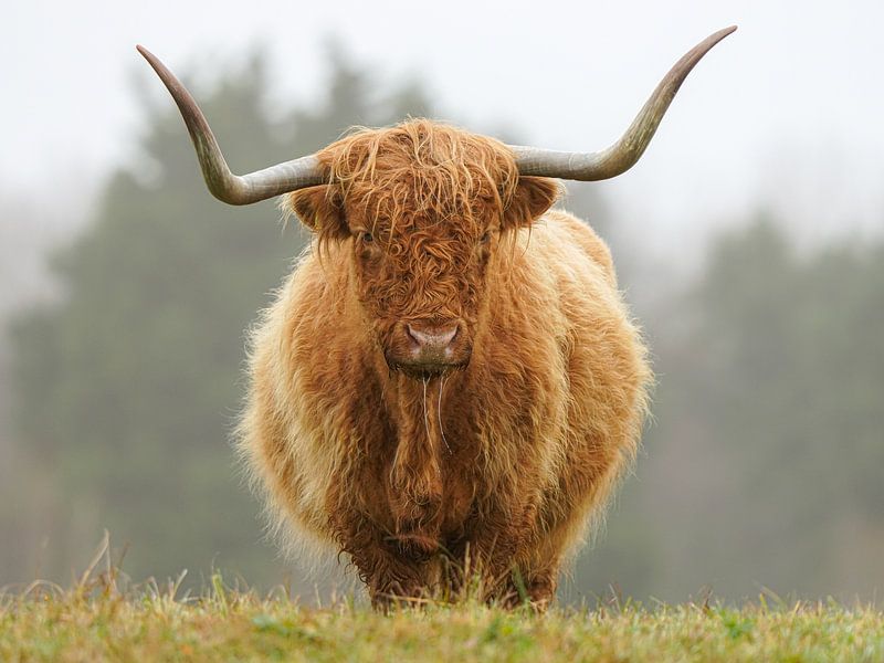 Schotse hooglander op natuurgebied Lentevreugd van Dirk van Egmond