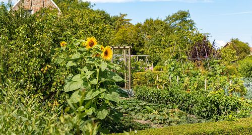 Zonnebloemen in een plantentuin