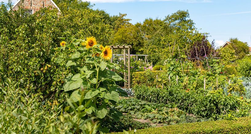 Sonnenblumen in einem botanischen Garten von Percy's fotografie
