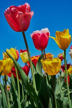 Tulpenveld van C. Nass