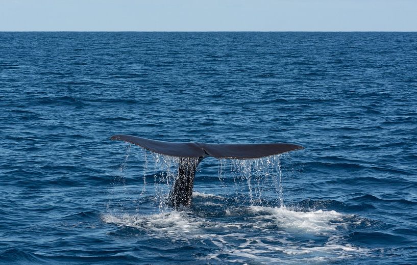 Walvis van Bart Kluivingh