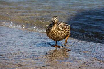 Eider Duck by Wendy Hilven