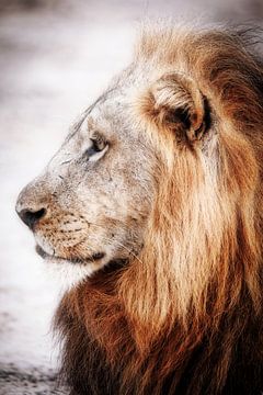 Lion in Zambia, vintage by W. Woyke