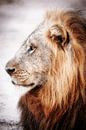 Lion in Zambia, vintage by W. Woyke thumbnail