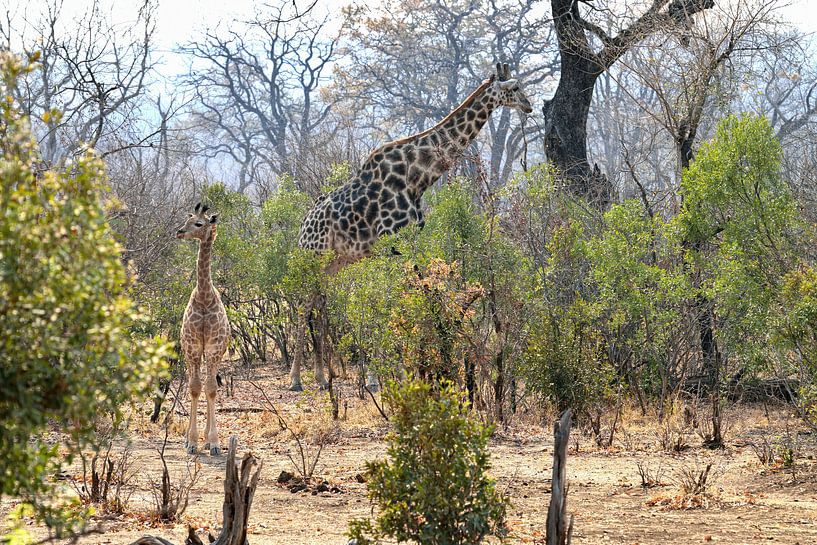 Young Giraffe enjoys the day by Merijn Loch