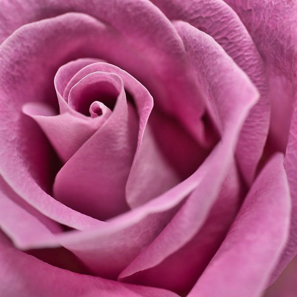 Pink by Jolanda van der Molen
