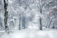 winter wonderland Veluwe van Elroy Spelbos Fotografie thumbnail