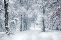 winter wonderland Veluwe