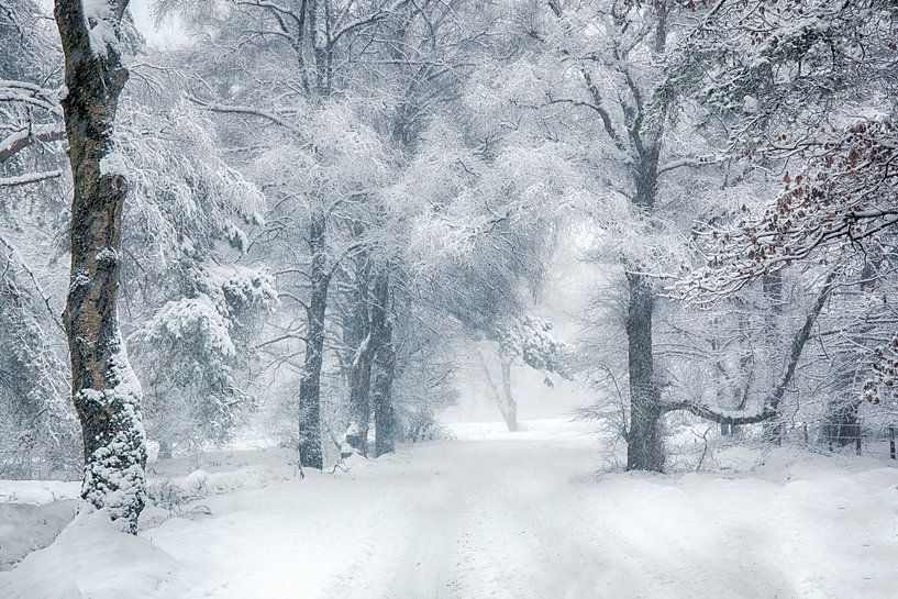 winter wonderland Veluwe von Elroy Spelbos Fotografie