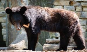 Taiwanischer Schwarzbär