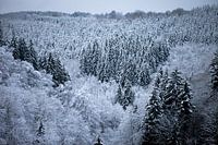 A Winter Tale
