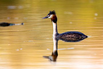 Grèbe huppé (Podiceps cristatus) sur Dirk Rüter