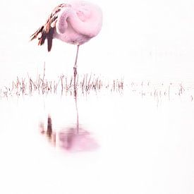 Beauté rose sur Sabine Böke-Bergau