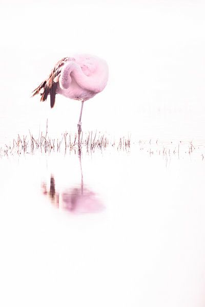 Pink beauty by Sabine Böke-Bergau