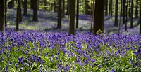 Wilde hyacinten in het Hallerbos van Filip Staes thumbnail