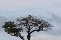 big eagle in the tree