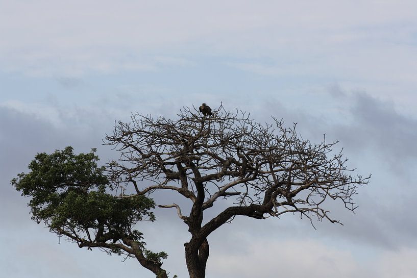 grand aigle dans l'arbre par Kim van der Lee