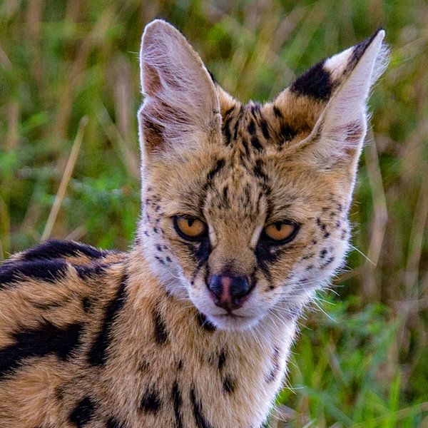 Servalkatze von Peter Michel