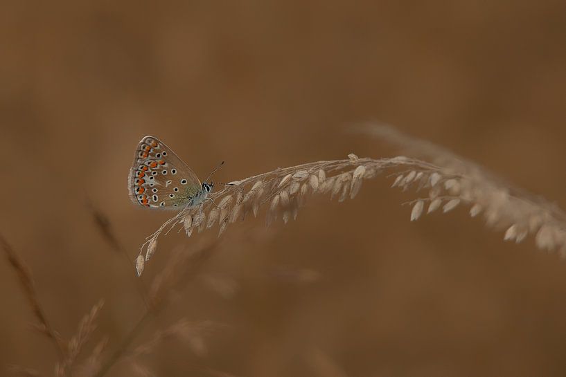 Common Blue by Albert Eggens