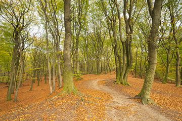 Forêt de Speulder et Spielder (Pays-Bas) sur Marcel Kerdijk