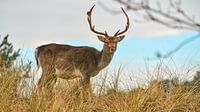 Cerf dans un paysage de dunes