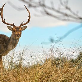 Deer in dune landscape by Gerard Oonk