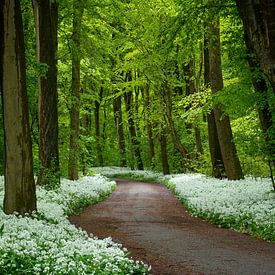 Waldweg zwischen den Daschiks im Wald von Ruud Engels