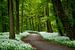 Waldweg zwischen den Daschiks im Wald von Ruud Engels