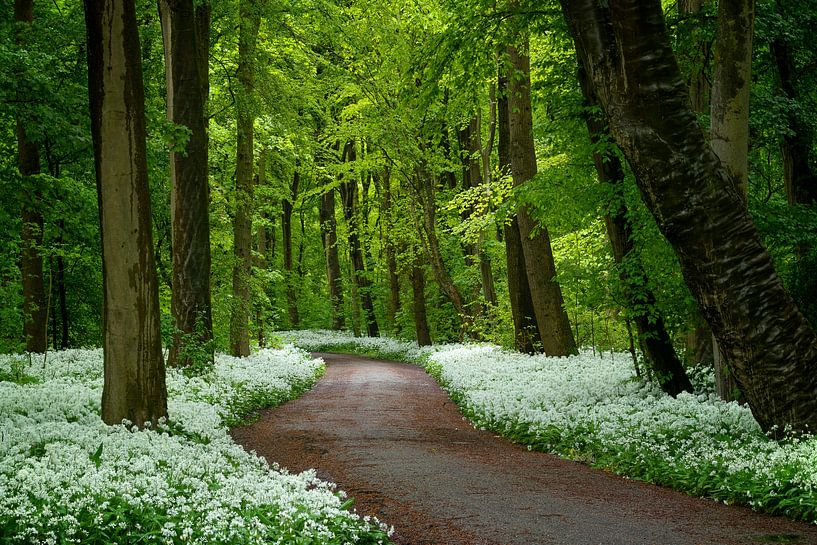 Forest path among the Badger garlic in the forest by Ruud Engels