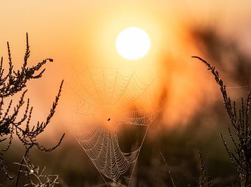 Sonnenaufgang durch das Spinnennetz von Lydia Van de Kuilen