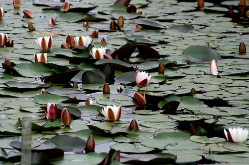 Waterlelies
