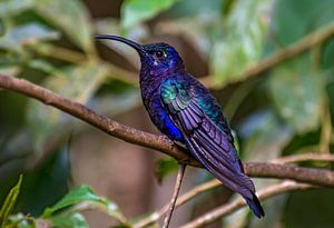 Un colibri ermite vert au Costa Rica. sur Corno van den Berg