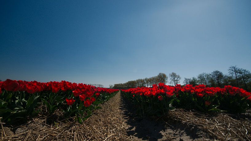 Tulpenveldje van Erik Reijnders