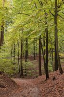 De Veluwe