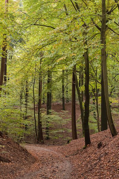 Automne dans la forêt par Fronika Westenbroek