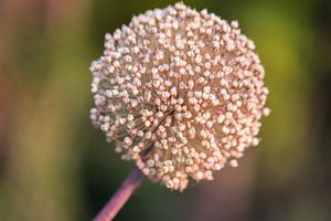 verbrauchte Allium von Tania Perneel