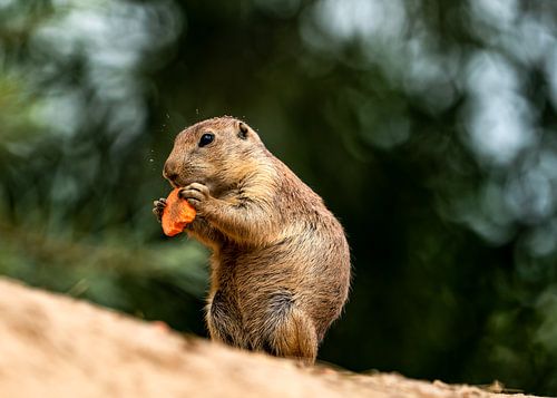 Carrot Eating Black-tailed Prairie Dog