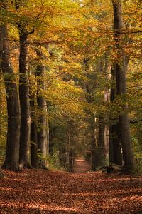 Autumn by Moetwil en van Dijk - Fotografie