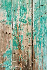 La nature reprend ses droits : panneau en bois turquoise recouvert de plantes grimpantes sur Cindy Mulder