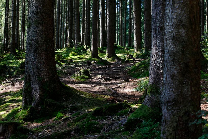 Forest by Thomas Jäger