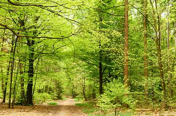 Beukenbos in de lente van Corinne Welp