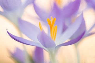 Bloeiende Krokus von Elles Rijsdijk