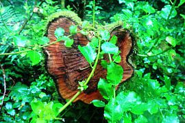 Im Herzen von Mutter Natur