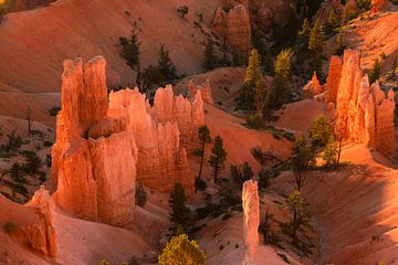 Zonsopkomst bij Bryce Canyon National Park, Utah USA
