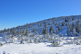 Paysage de montagne enneigé avec des pins recouverts de neige sur Tomherkules