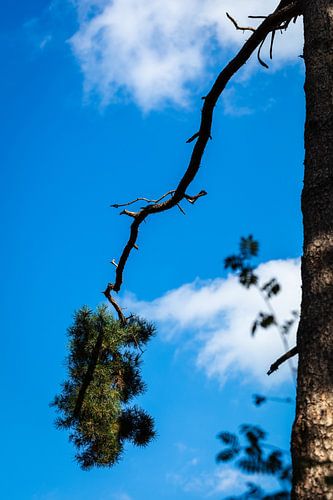 Pine tree against a blue sky