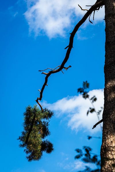 Pine tree against a blue sky von kitty van gemert